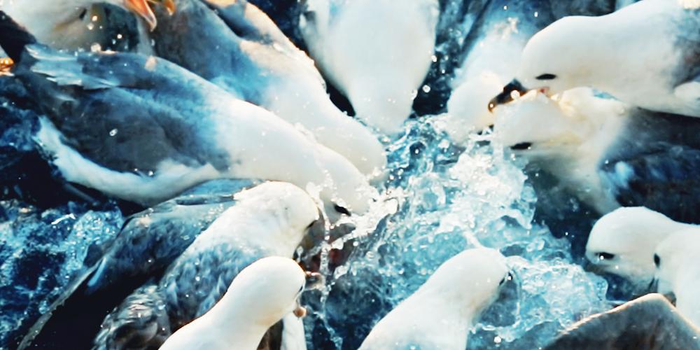 Plastiques dans les fulmars de la mer du Nord par FTIR Shimadzu