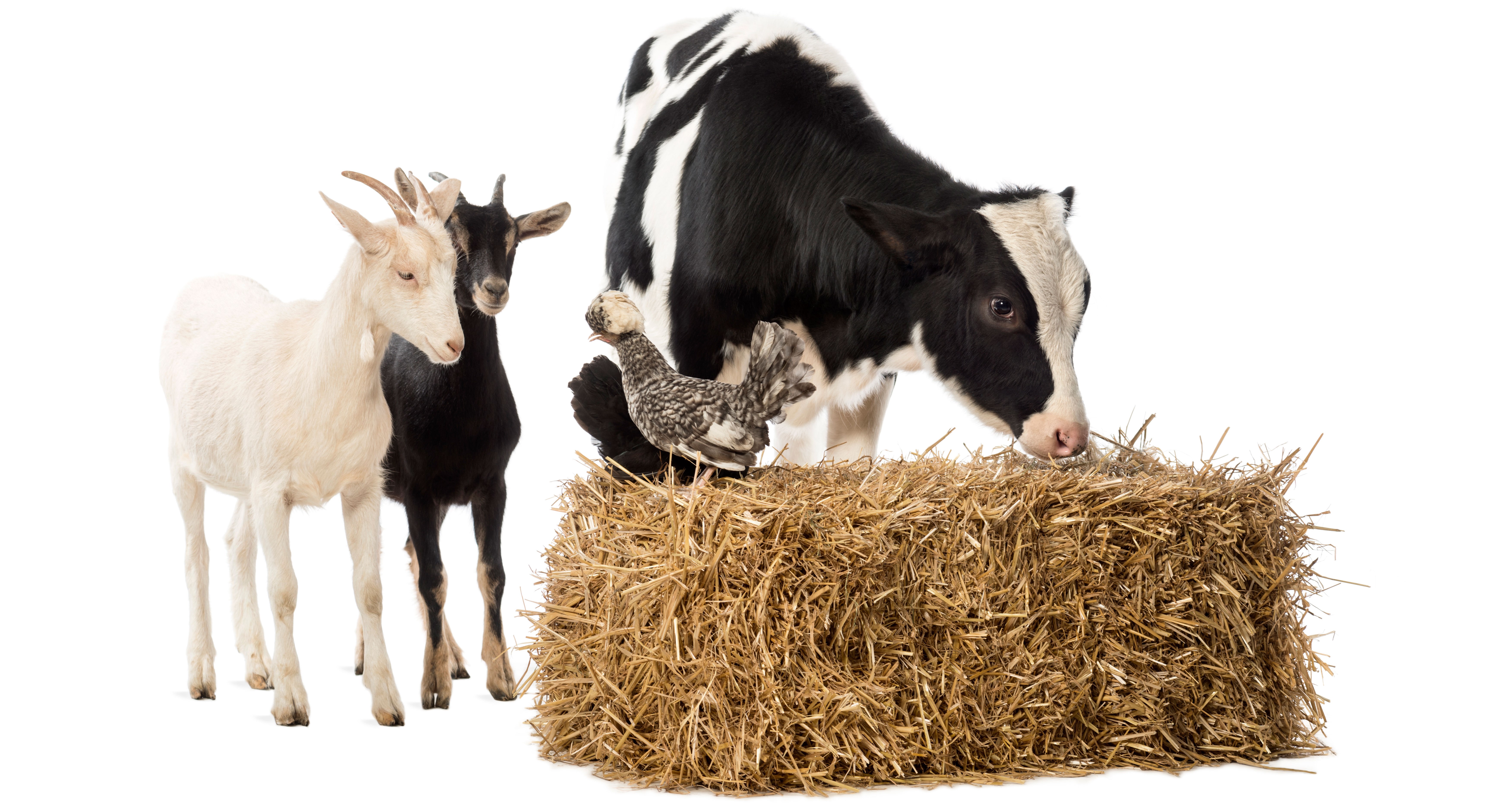 Santé animale